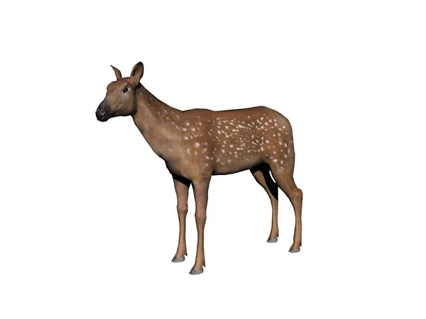鹿类野生动物 自然动物 Elche — 图库照片