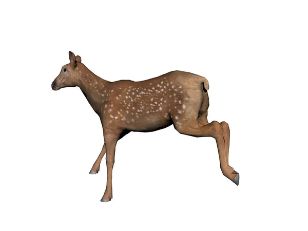 Deer Animals Wildlife Nature Fauna Elche — Stock Photo, Image
