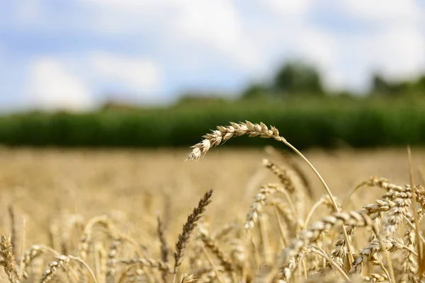 Пшеничное Поле Сельской Местности Сельскохозяйственные Угодья — стоковое фото