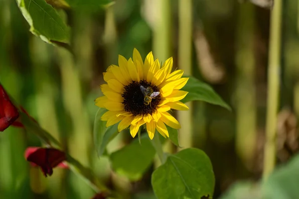 Бджола Збирає Нектар Соняшнику — стокове фото
