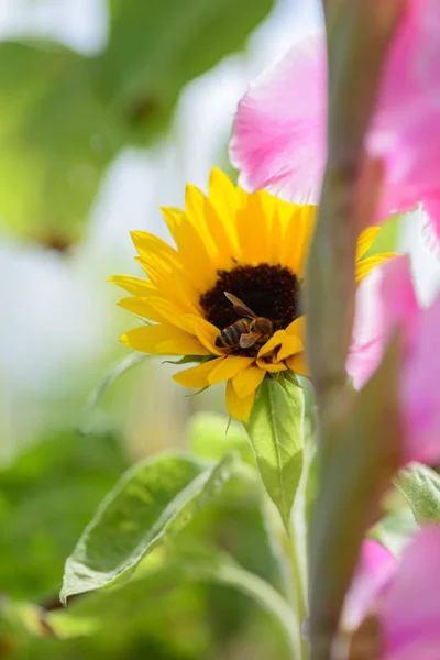 Biene Sammelt Nektar Sonnenblumen Mit Gladiolen Vordergrund — Stockfoto