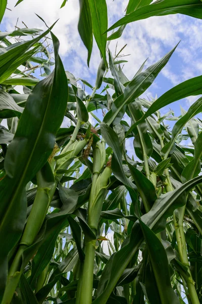 Maisfelder Landwirtschaftliche Plantagen — Stockfoto