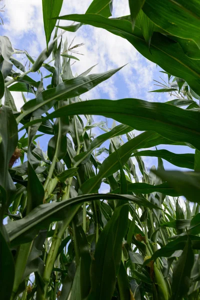 Maisfelder Landwirtschaftliche Plantagen — Stockfoto