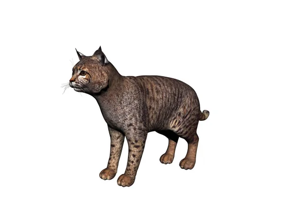 Leopar Yırtıcı Hayvan Büyük Kedi — Stok fotoğraf
