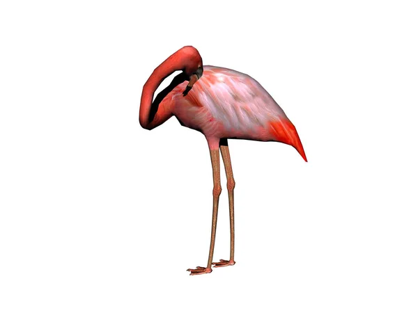 Vista Panorâmica Belo Pássaro Flamingo Natureza — Fotografia de Stock