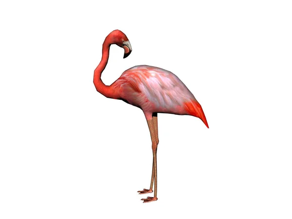 Malerischer Blick Auf Den Schönen Flamingo Vogel Der Natur — Stockfoto