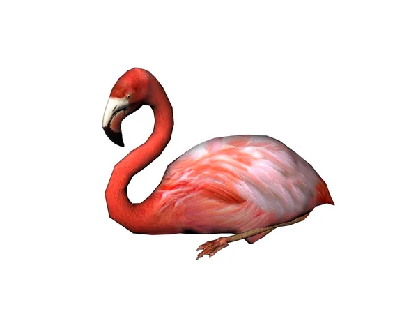 Vista Panorâmica Belo Pássaro Flamingo Natureza — Fotografia de Stock