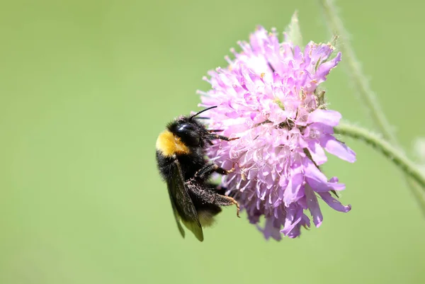 Vue Rapprochée Bel Insecte Bourdon — Photo