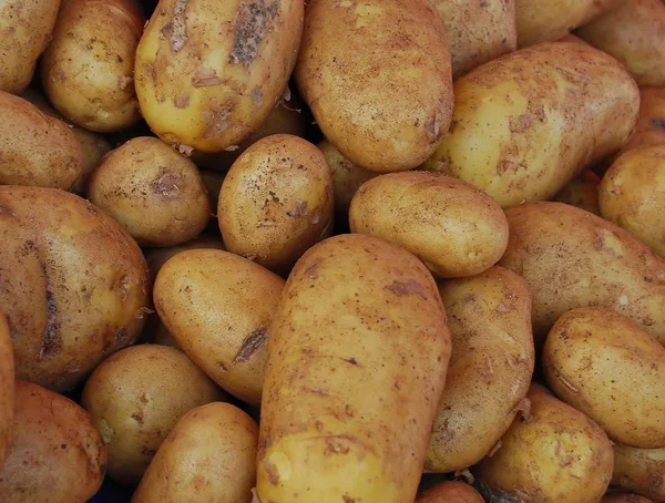 Vegetables Food Concept Potatoes — Stock Photo, Image