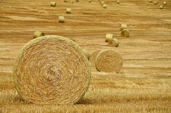 Campo Agrícola Con Fardos Paja — Foto de Stock