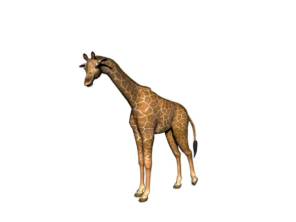 Giraffe Pflanzenfressendes Säugetier — Stockfoto