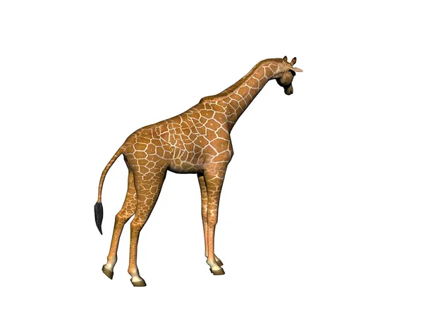 Giraffe Animal Herbivore Mammal — Stock Photo, Image