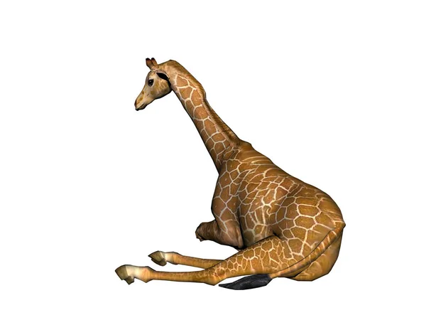 Girafa Animal Herbívoro Mamífero — Fotografia de Stock