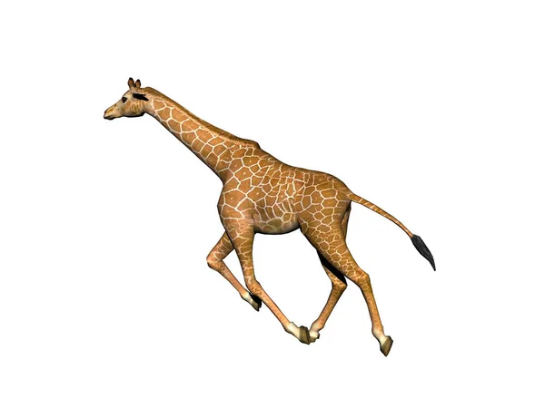 Giraffa Animale Mammifero Erbivoro — Foto Stock