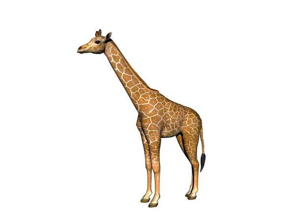 Girafa Animal Herbívoro Mamífero — Fotografia de Stock