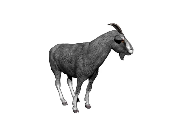 Cute Goat Daytime — Stock Photo, Image