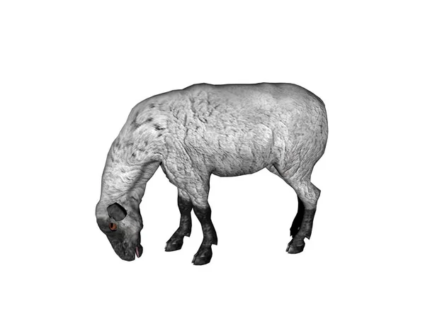 Niedliche Animal Illustration Isoliert Auf Weiß — Stockfoto