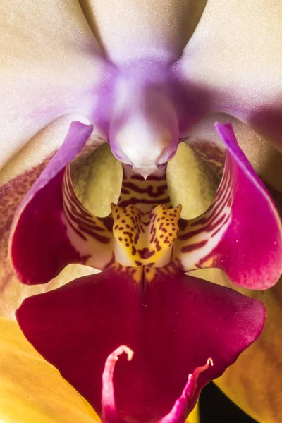 Orchidee Blütenblätter Flora Schönheit — Stockfoto