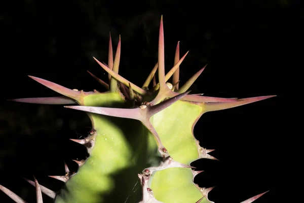 Tropikalny Egzotyczny Kaktus Roślinny — Zdjęcie stockowe