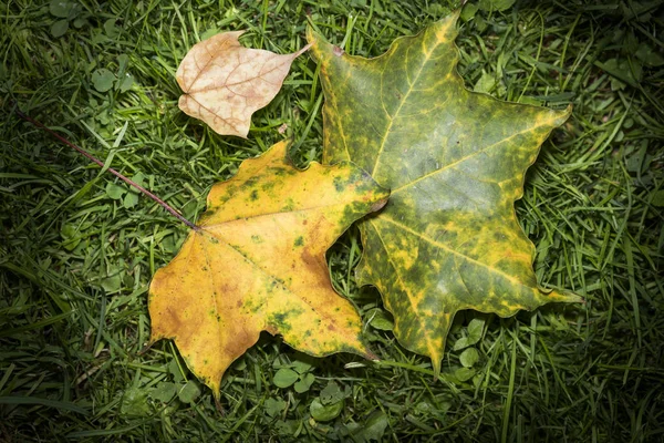 Bunte Herbstblätter Laub Der Herbstsaison — Stockfoto