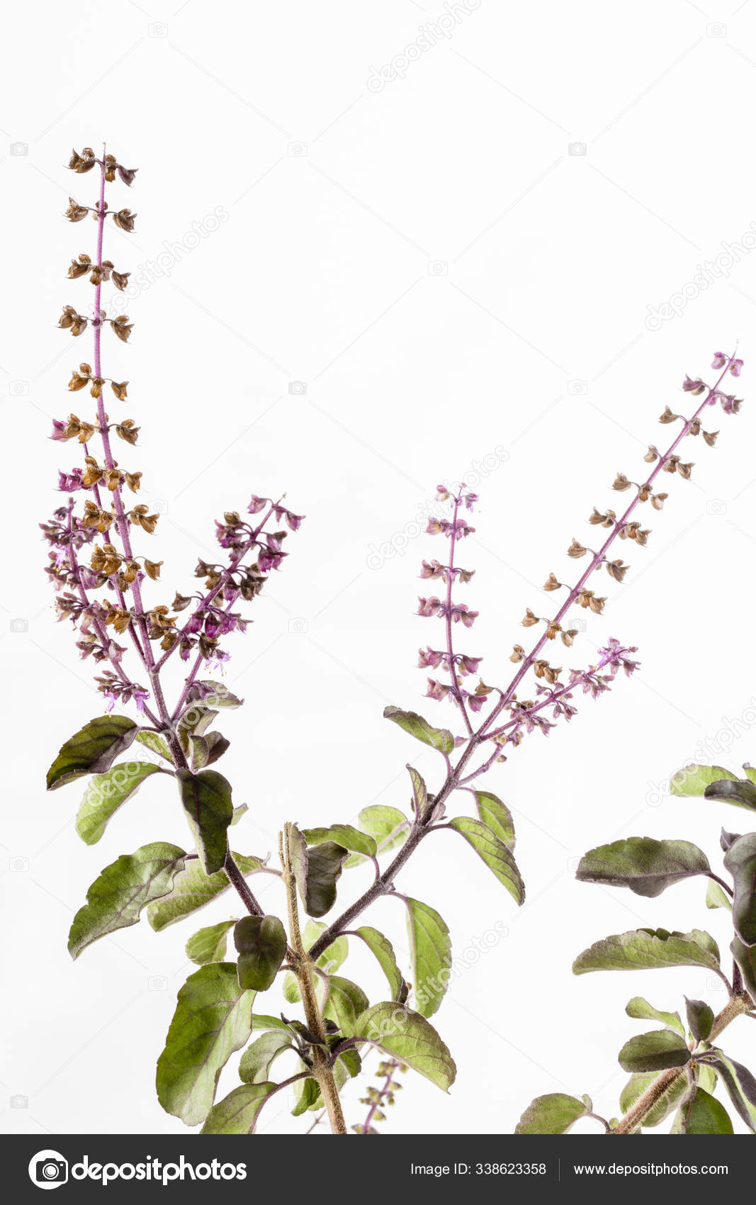Krishna Tulsi Purple Leaf Holy Basil Ocimum Tenuiflorum Stock