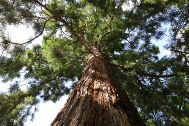 sequoia trees, huge tree, nature flora  clipart