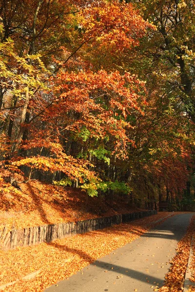 Осенний Лес Осенний Сезон Листья Листвы — стоковое фото