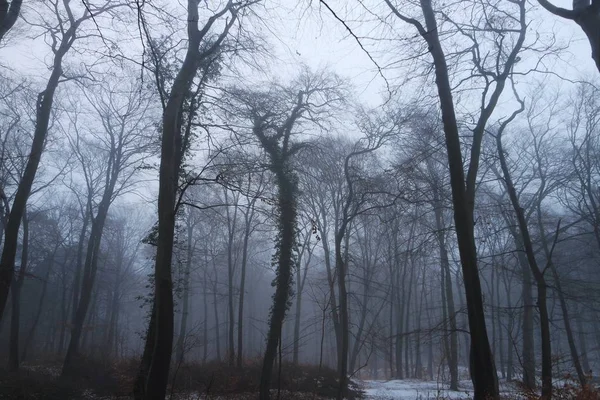 Forest Winter Fog — Stock Photo, Image