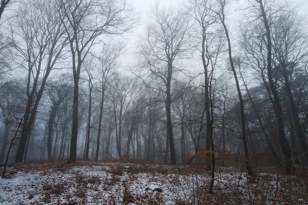 Forest Winter Fog — Stock Photo, Image