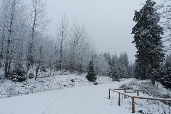 Lesní Cesta Národním Parku Harz — Stock fotografie