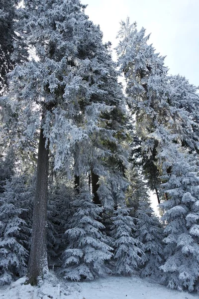 Floresta Inverno Árvores Cobertas Neve — Fotografia de Stock