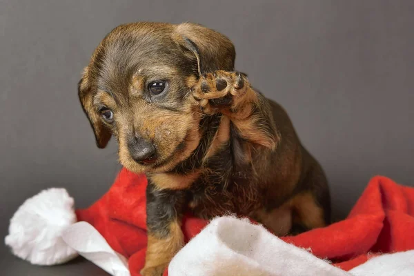 ダックスフントの子犬ストッキングキャップ — ストック写真