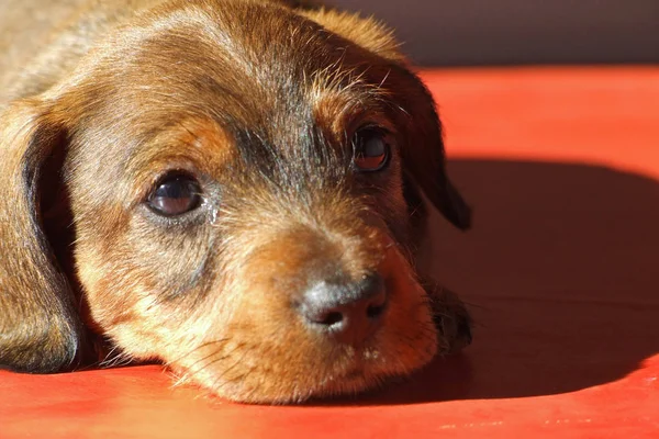 かわいい犬の肖像画 — ストック写真