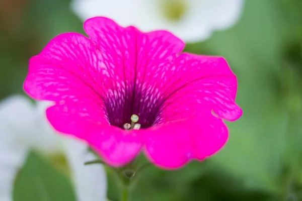 Pink Garden Petunias Pink Garden Petunia — 스톡 사진