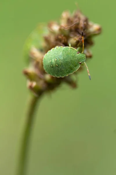 Yeşil Benekli Böcek Nemlendirici Plantain Yeşil Pis Kokulu Böceğin Pirzolasında — Stok fotoğraf