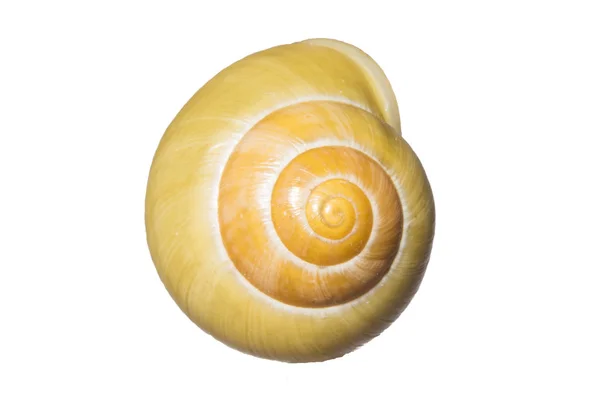 Helix Schneckenmollusk Muscheltier — Stockfoto