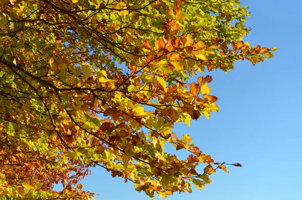 秋の落葉樹 — ストック写真