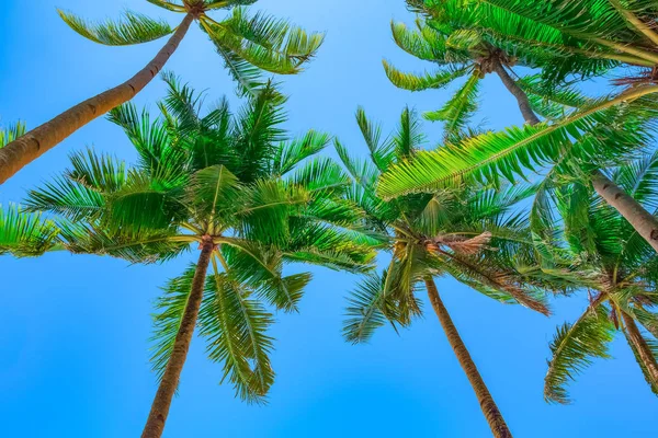 Kokospalmen Auf Blauem Himmel Hintergrund — Stockfoto