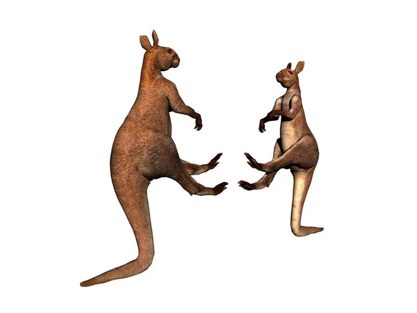 Kangaroo Animal Animal Australiano — Fotografia de Stock