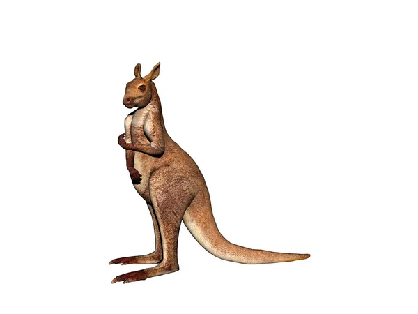 Kangaroo Djur Australiensiska Djur — Stockfoto