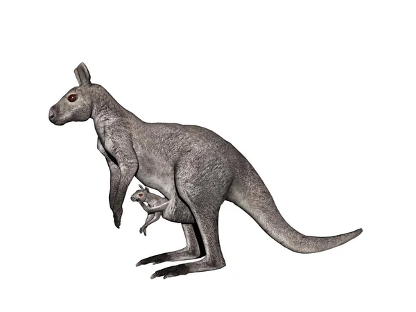 Kenguru Állat Ausztrál Állat — Stock Fotó