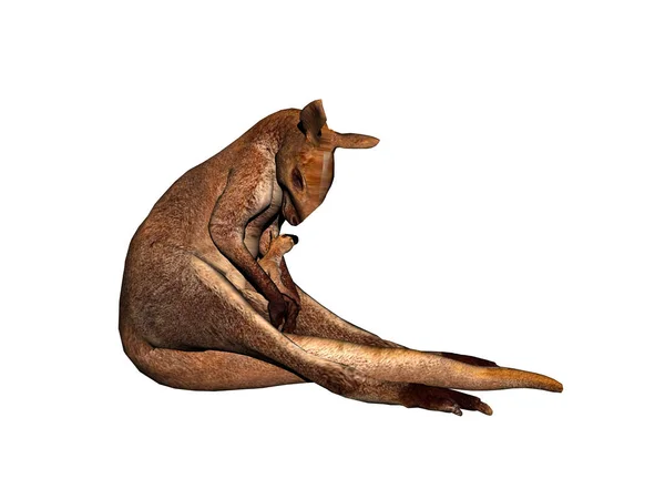Känguru Australisches Tier — Stockfoto