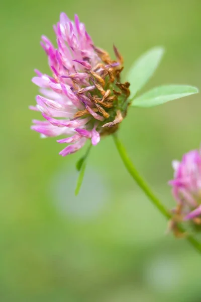 Welkender Wiesenklee Welkender Klee — Stockfoto