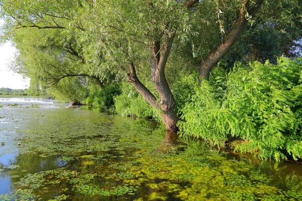 Uklidnit Hladinu Jezera Rostlinami — Stock fotografie
