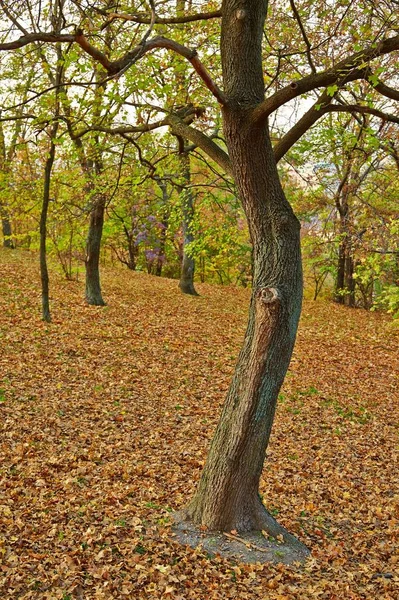 Baum Park Herbst Laub Beginnt Fallen — Stockfoto