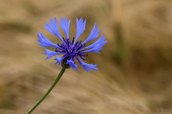 Vista Panorámica Hermosa Flor Aciano — Foto de Stock