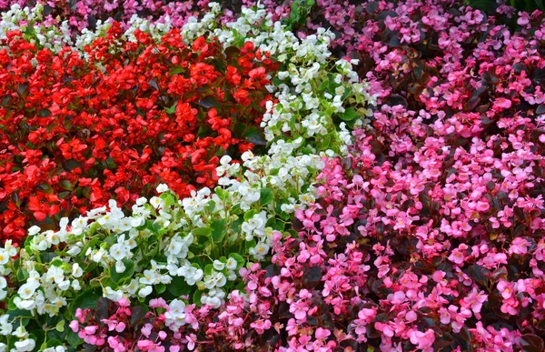 Vista Panorámica Hermosa Flor Begonia —  Fotos de Stock