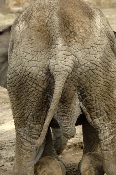 Ελέφαντας Στο Ζωολογικό Κήπο — Φωτογραφία Αρχείου