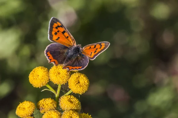 Pequeno Fogo Repousa Sobre Uma Flor — Fotografia de Stock