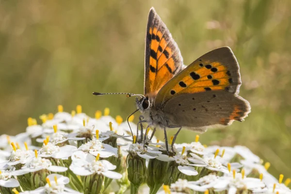 Gros Plan Papillon Dans Habitat Concept Sauvagerie — Photo